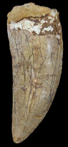 Serrated Carcharodontosaurus Tooth - Dagger! #52473